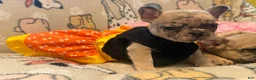 French Bulldog dogs for sale: Lilyy - Ad 5