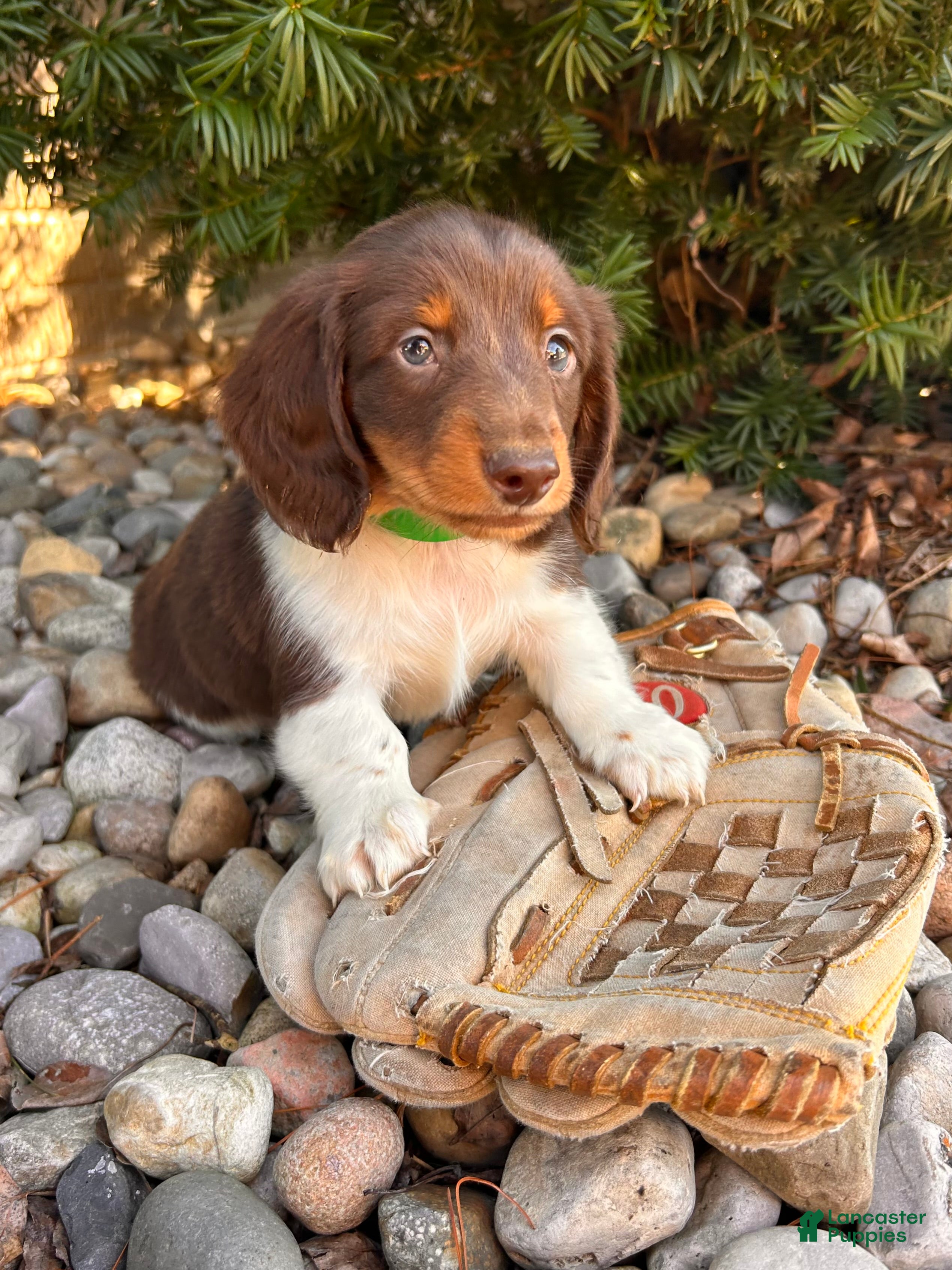 Dachshund dogs Cash - Ad 1