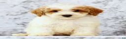 Bichpoo dogs for sale: Ernie - Ad 6