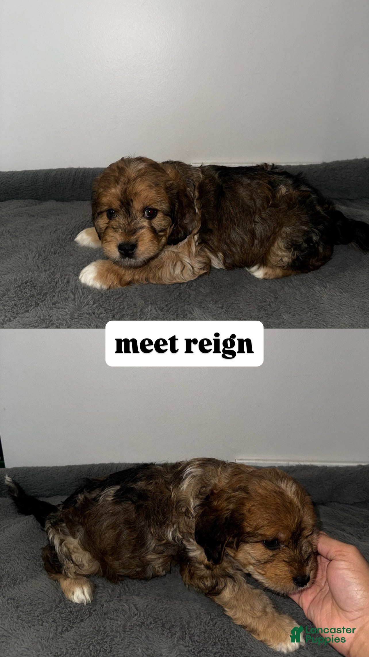 Mixed Breed dogs Reign - Ad 9
