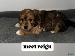 Mixed Breed dogs Reign - Ad 9