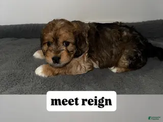 Mixed Breed dogs Reign - Ad 11