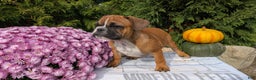 French Bulldog dogs for sale: Odin - Ad 14