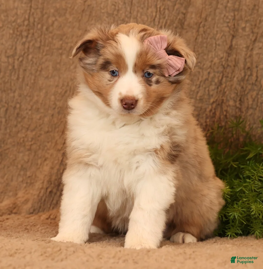 Miniature Australian Shepherd dogs for sale: Chloe - Ad 8