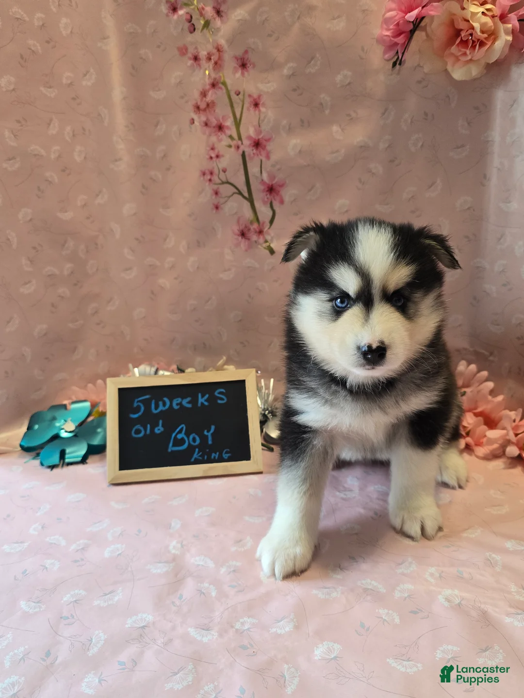 Pomsky dogs for sale: Pomsky king - Ad 4