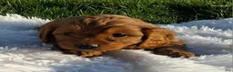Cavapoo dogs for sale: Oscar  - Ad 3
