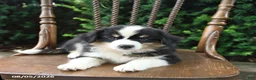 Mixed Breed dogs for sale: Dexter - Ad 3