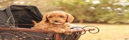 Mini Goldendoodle dogs for sale: Oakley - Ad 2