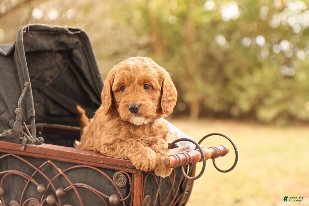 Mini Goldendoodle dogs for sale: Oakley - Ad 2