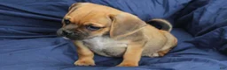 Puggle dogs for sale: Dash - Ad 3