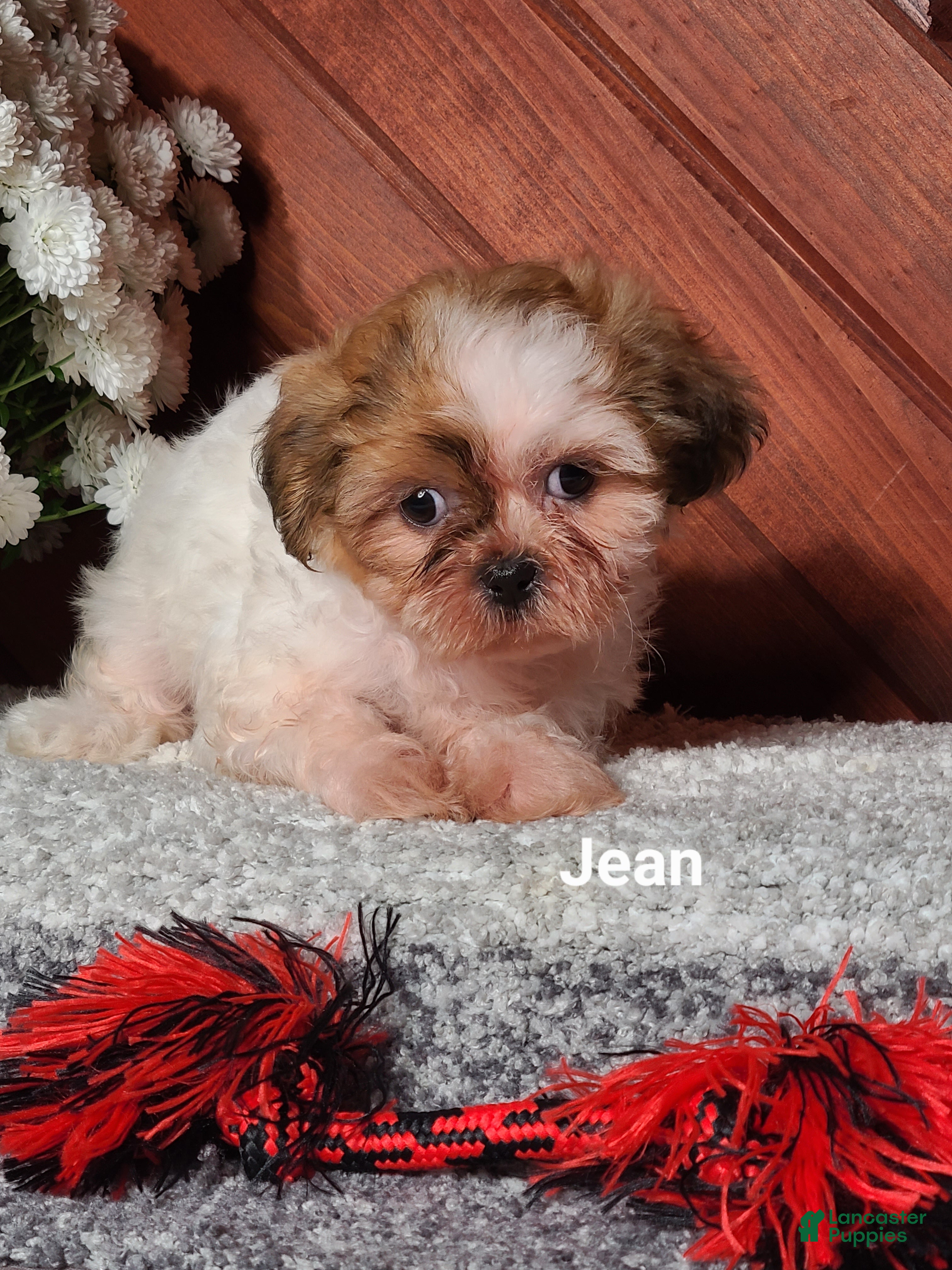 Shih Tzu dogs Jean  - Ad 2