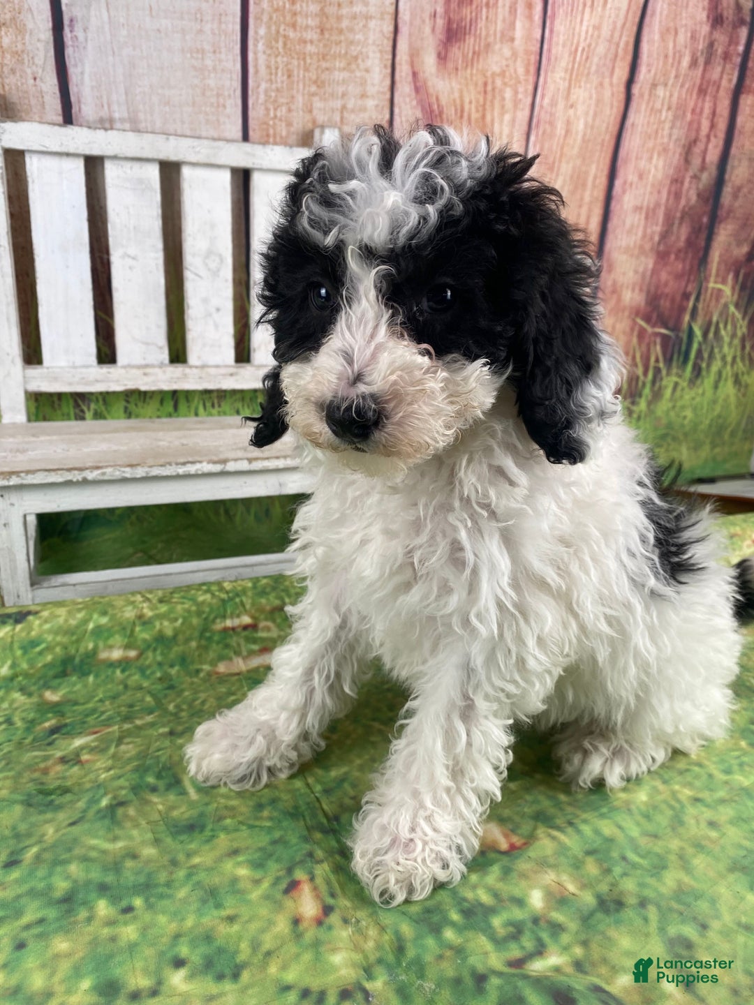 Miniature Poodle dogs for sale: Fred - Ad 2