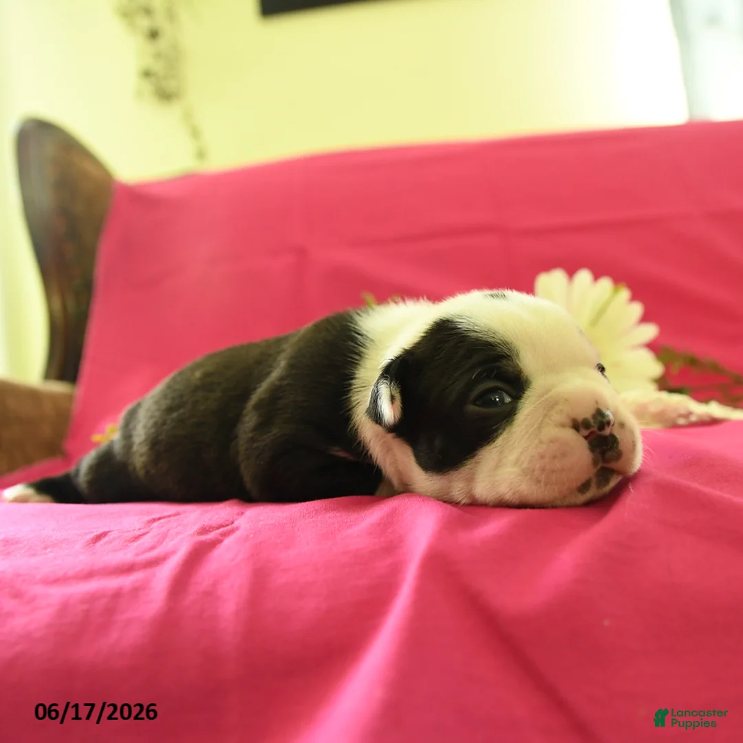 Boston Terrier dogs for sale: Vader - Ad 5