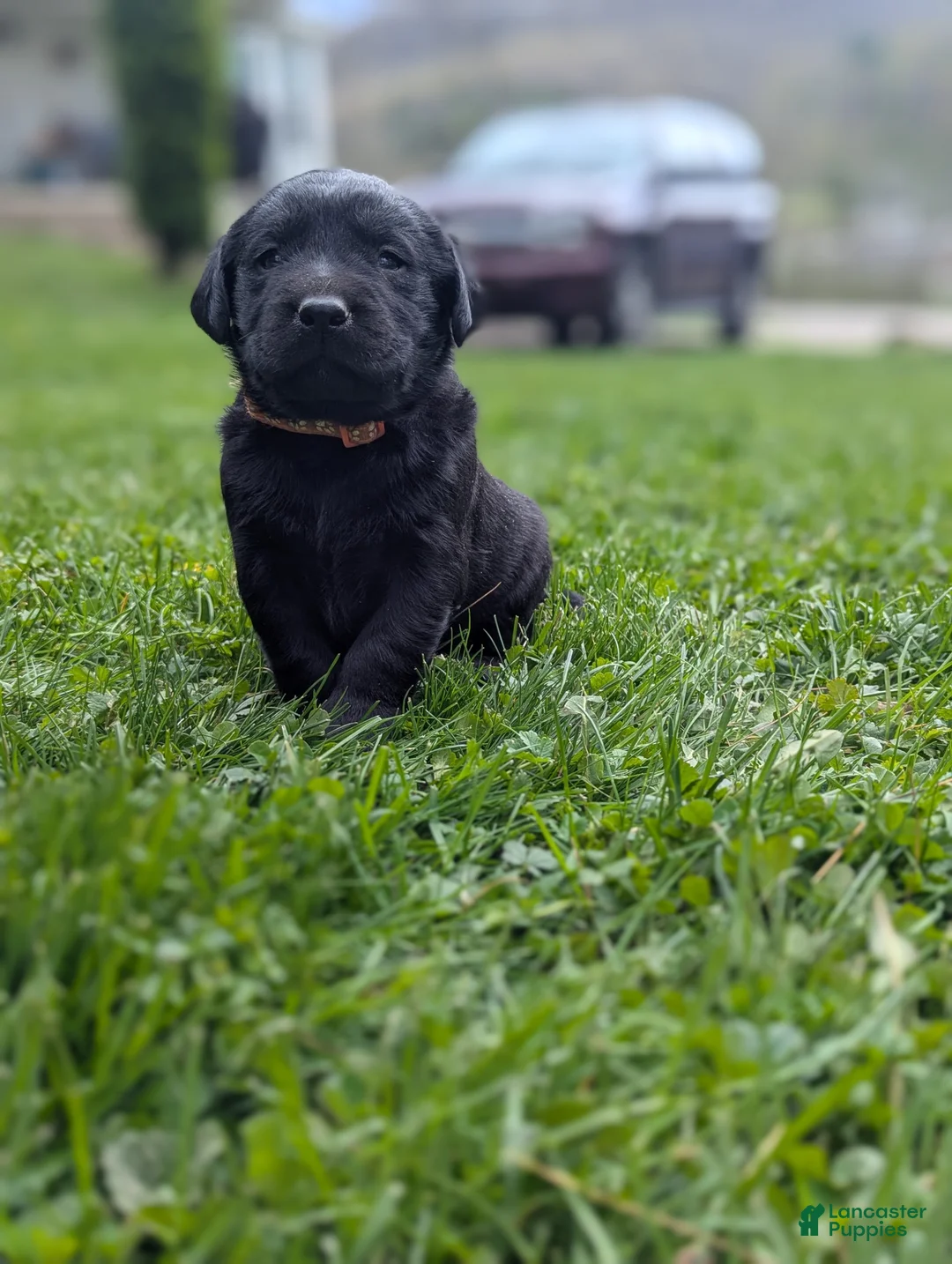 Labrador Retriever dogs for sale: Leo - Ad 1