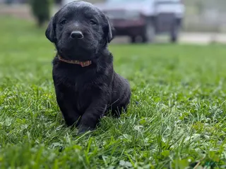 Labrador Retriever dogs for sale: Leo - Ad 4