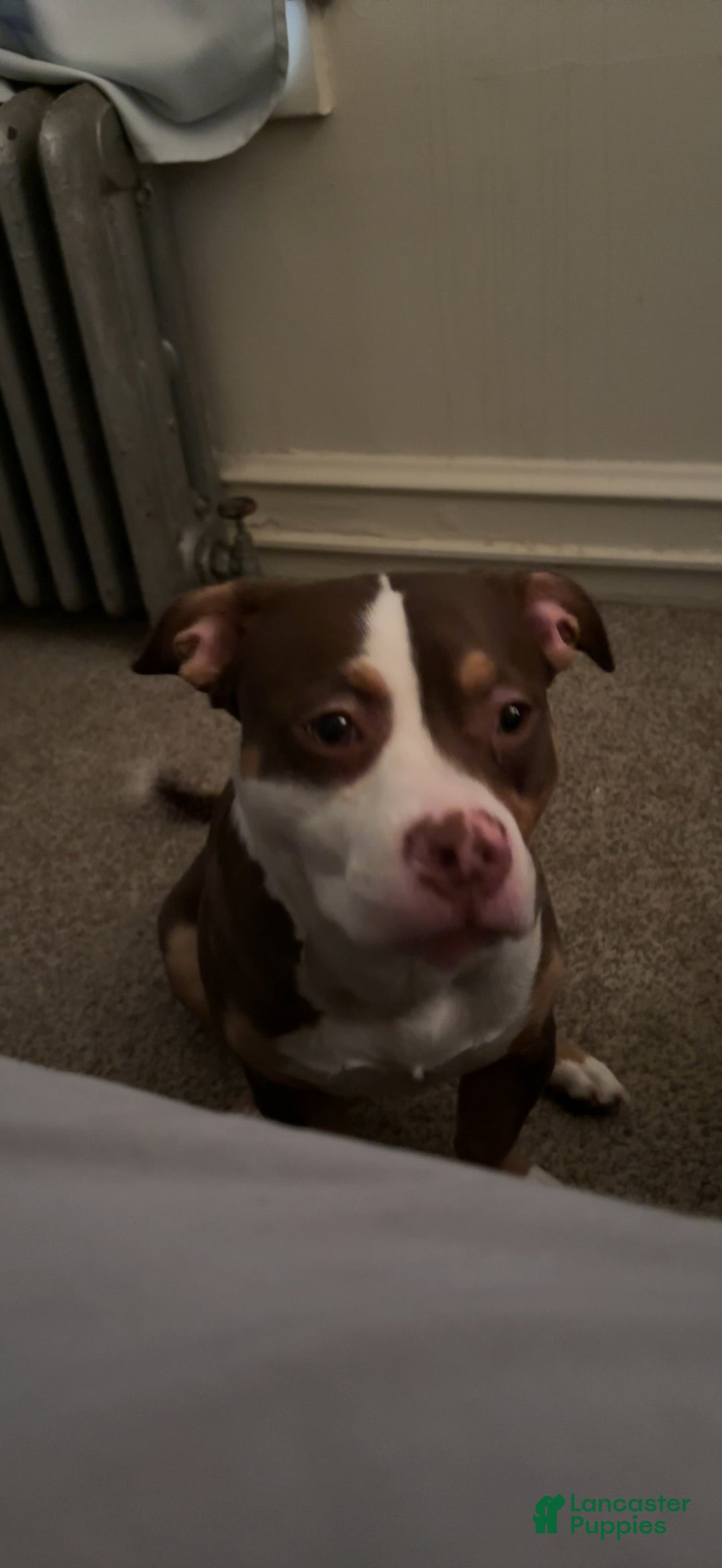 American Pit Bull Terrier dogs for sale: American Pit Bull Terrier Puppy 1 - Ad 4