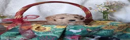 Mini Goldendoodle dogs for sale: Mini Goldendoodle, Biscuit - Ad 5