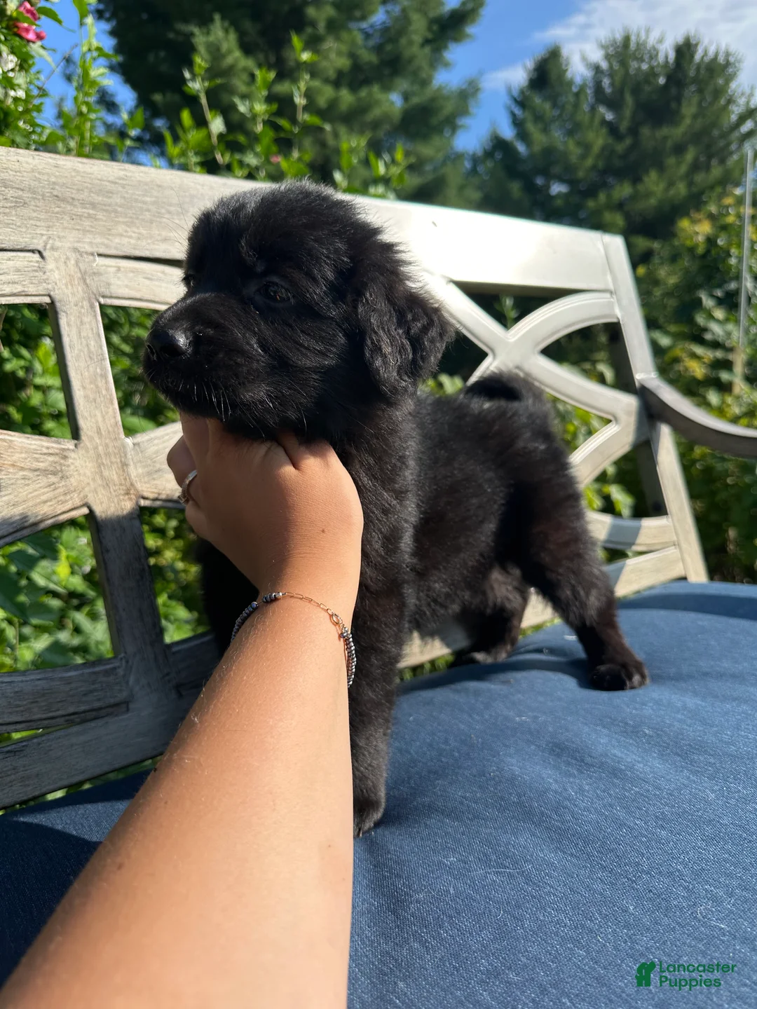 Golden Shepherd dogs for sale: Goldie - Ad 2