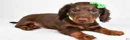 Miniature Dachshund dogs for sale: Theo - Ad 8