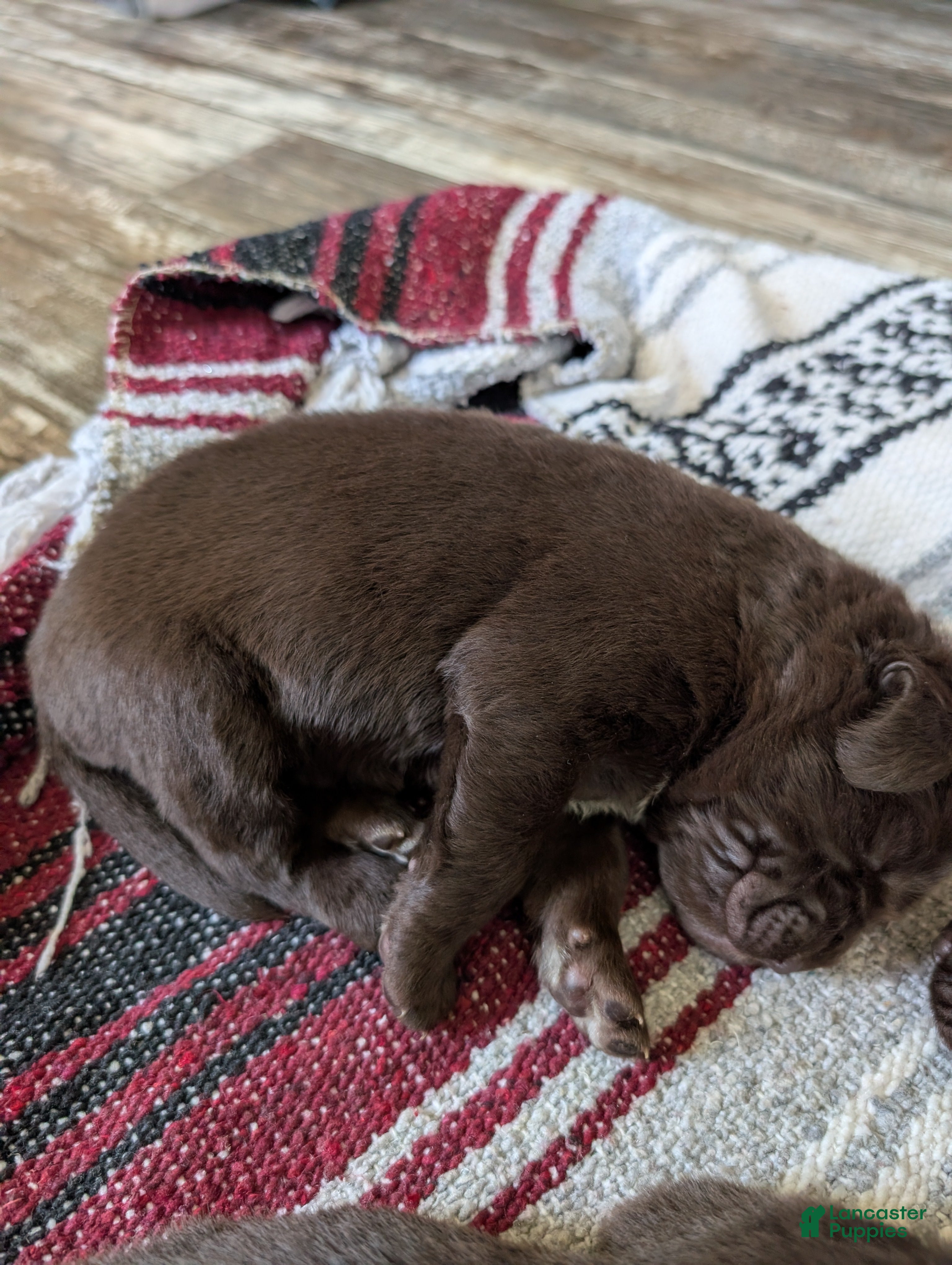 Newfoundland dogs Harper - Ad 21