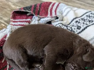 Newfoundland dogs Harper - Ad 21