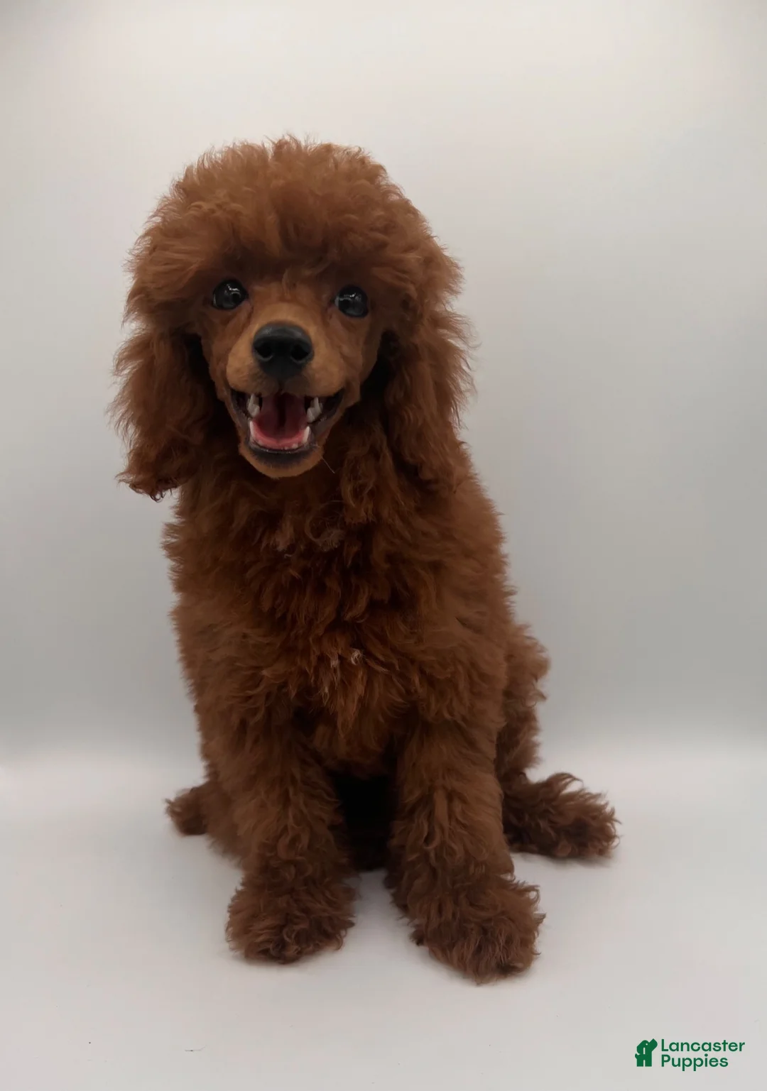 Toy Poodle dogs for sale: Billy - Ad 2