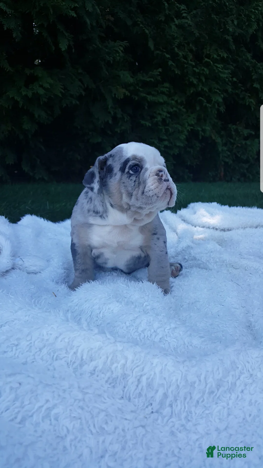 English Bulldog dogs for sale: Bailey  - Ad 1