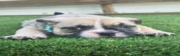 American Bully dogs for sale: Panda Girl - Ad 5