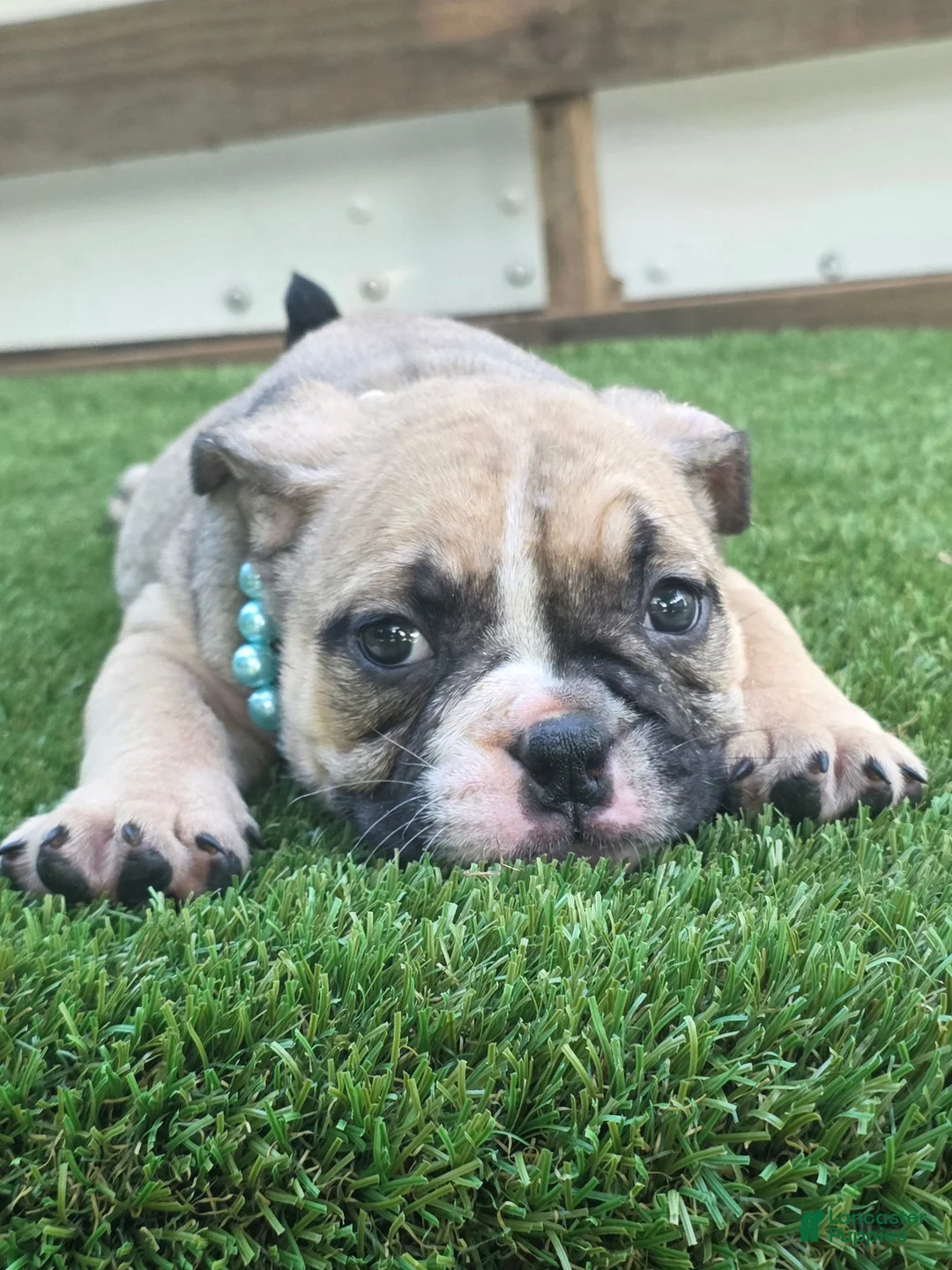 American Bully dogs for sale: Panda Girl - Ad 5