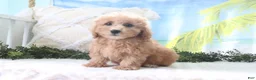 Cavapoo dogs for sale: Nicky - Ad 3