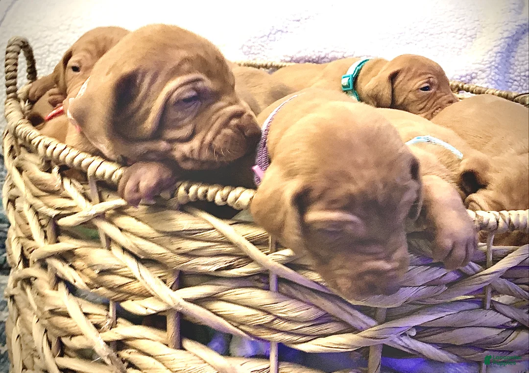 Vizsla dogs for sale: Vizsla Puppy 1 - Ad 12