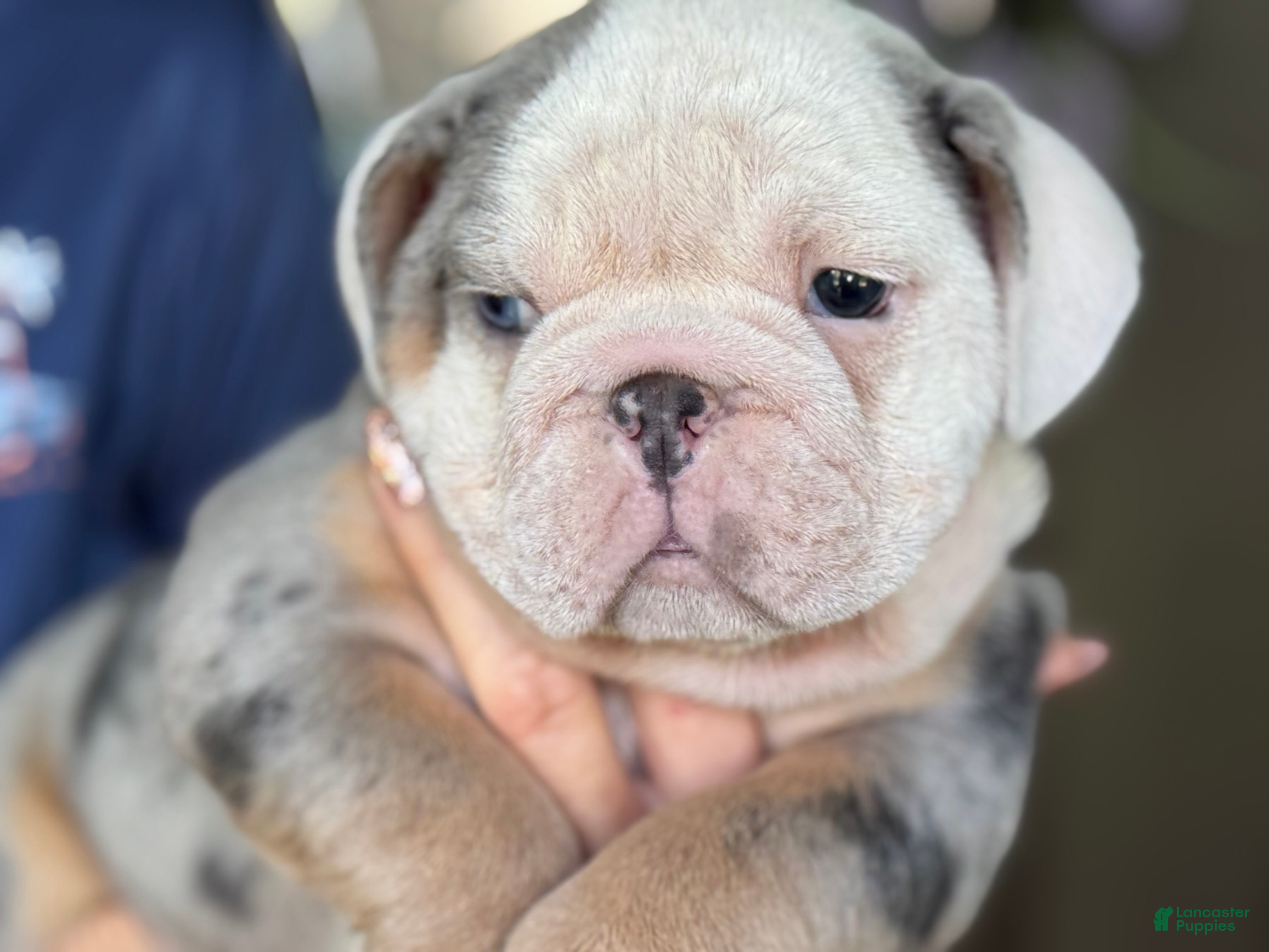 English Bulldog dogs Luke Skywalker  - Ad 2