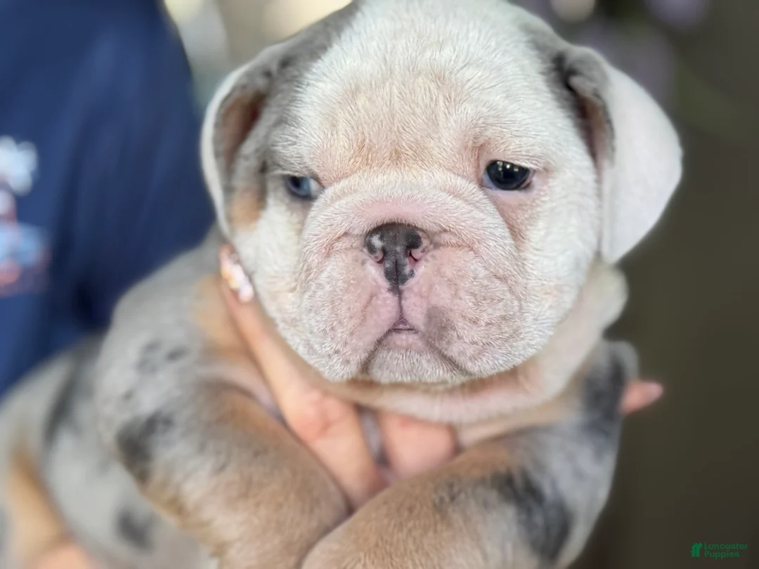 English Bulldog dogs for sale: Luke Skywalker  - Ad 2