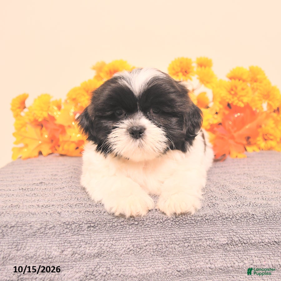 Shih Tzu dogs Gomer - Ad 1