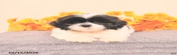 Shih Tzu dogs for sale: Gomer - Ad 1