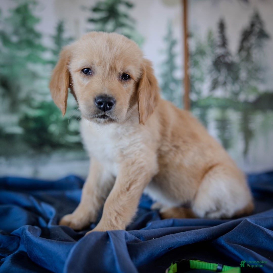 Golden Retriever dogs for sale: Green - Ad 4