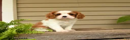Cavalier King Charles Spaniel dogs for sale: Snuggles   - Ad 2
