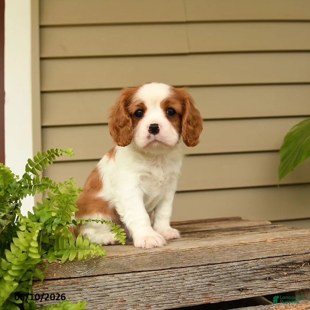 Cavalier King Charles Spaniel dogs for sale: Snuggles   - Ad 2