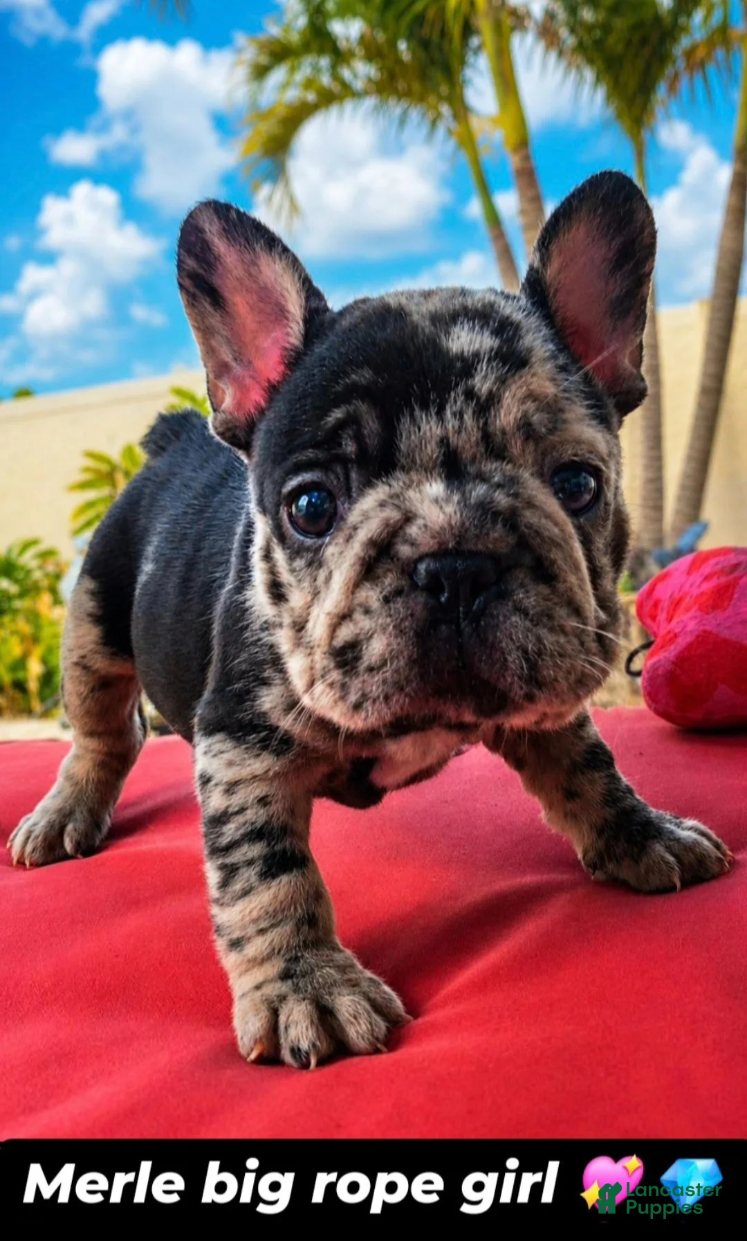 French Bulldog dogs for sale: French Bulldog 1 - Ad 1