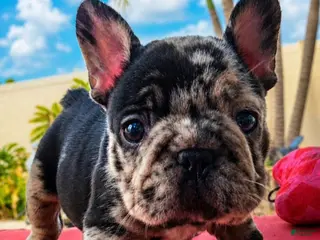 French Bulldog dogs for sale: French Bulldog 1 - Ad 1