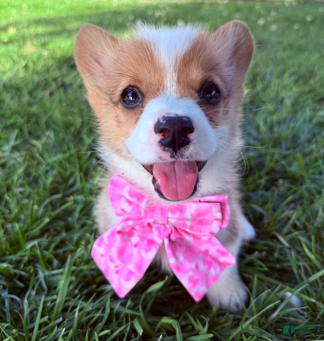 Welsh Corgi Pembroke dogs for sale: Ruth - Ad 2