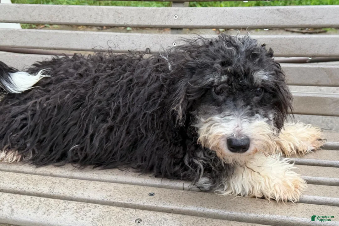 Mini Bernedoodle dogs for sale: Kate - Ad 2