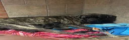 English Mastiff dogs for sale: English Mastiff 1 - Ad 8