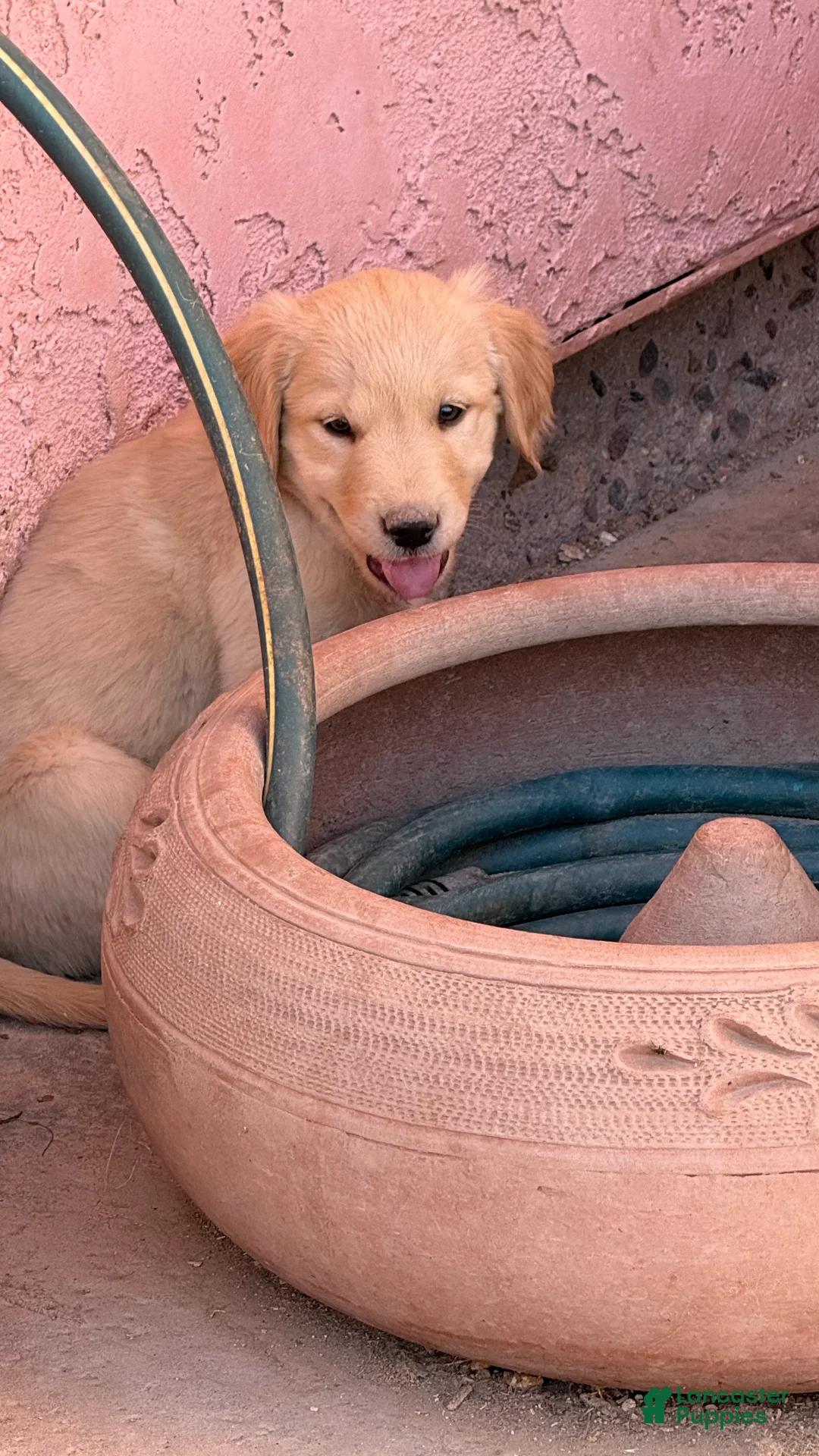 Goldador dogs for sale: Bob - Ad 1