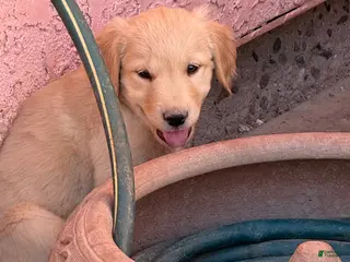 Goldador dogs Bob - Ad 1