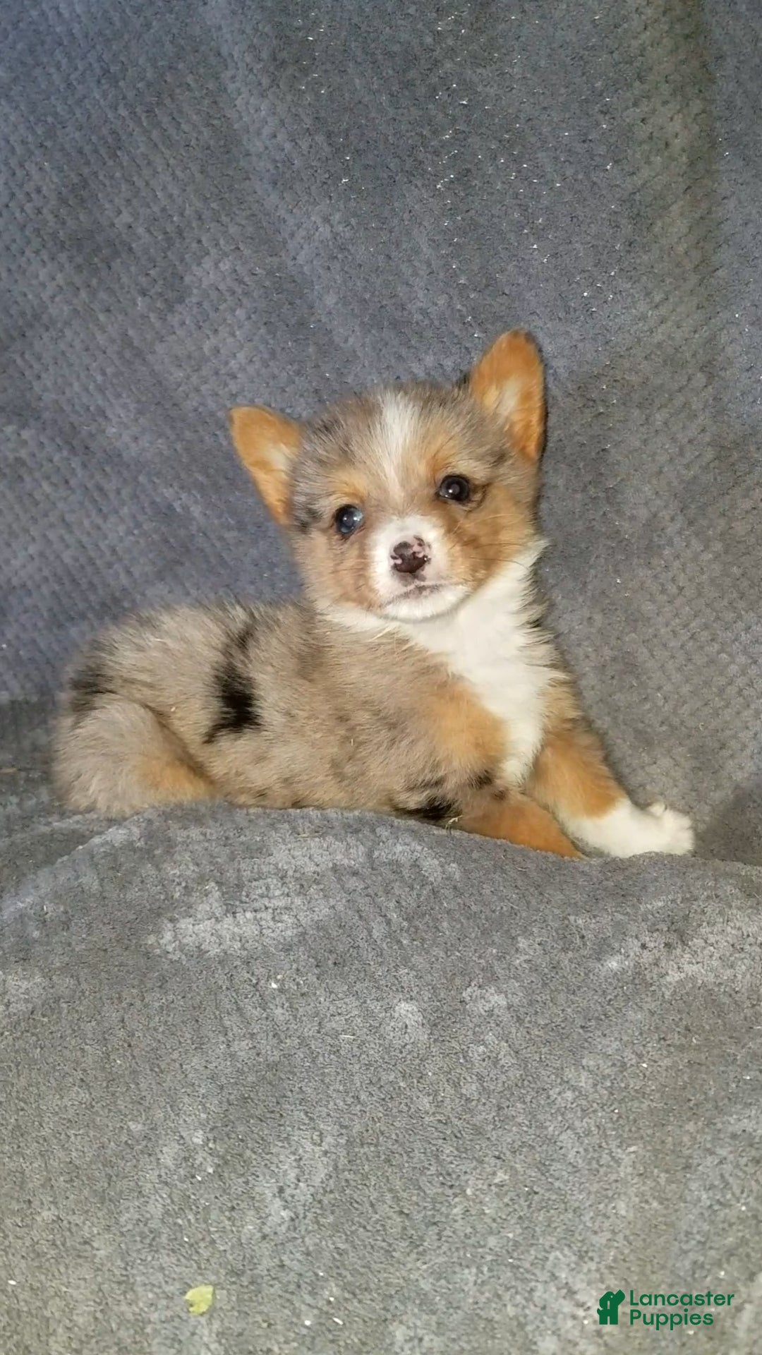 Mixed Breed dogs Alex - Ad 25