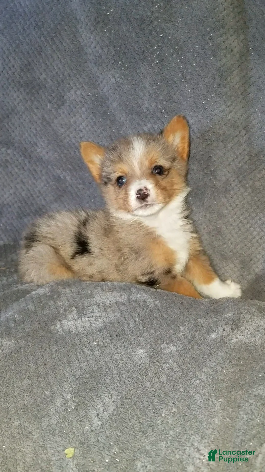 Mixed Breed dogs for sale: Alex - Ad 1