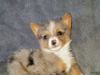 Mixed Breed dogs Alex - Ad 25