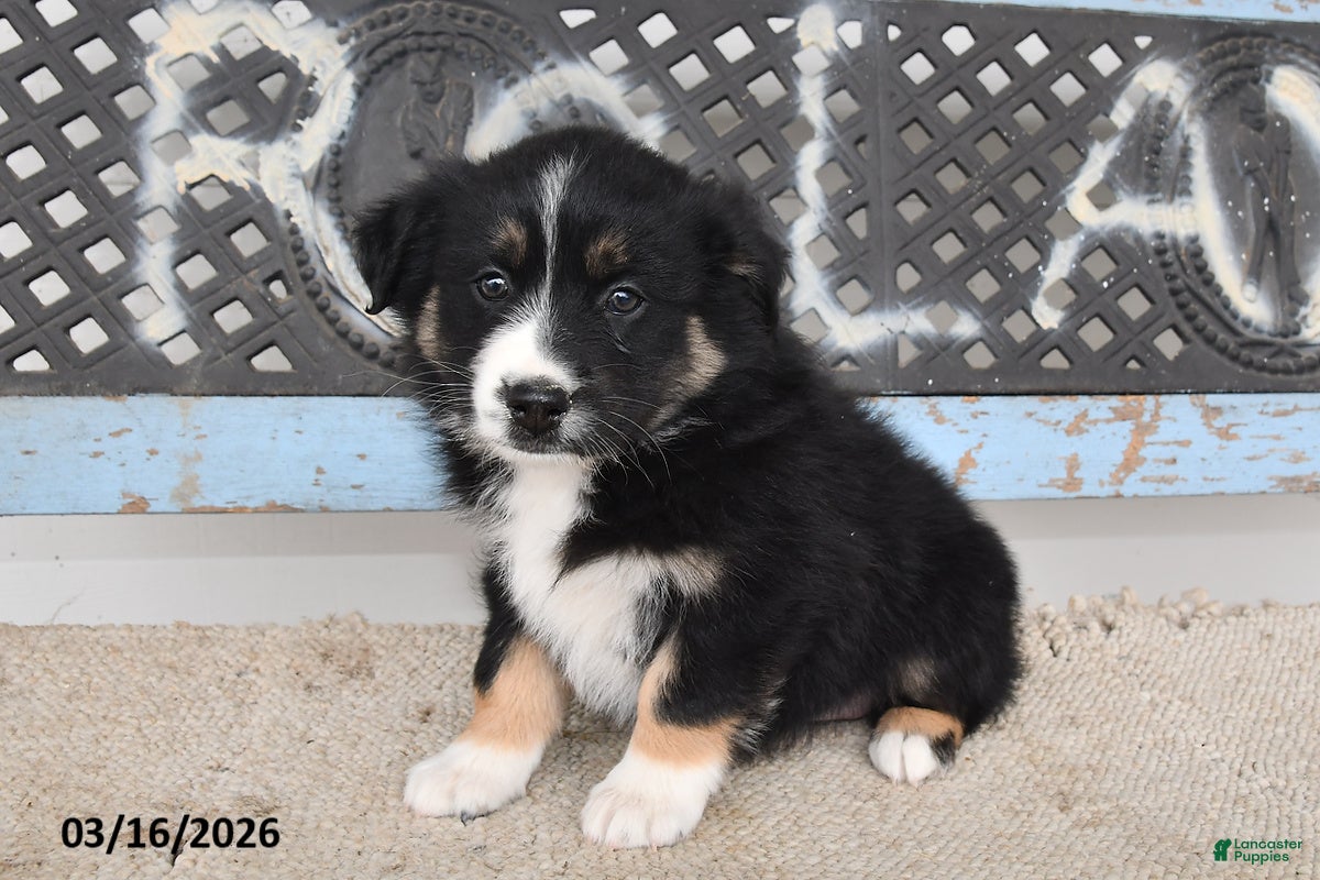 Australian Shepherd dogs for sale: Raine - Ad 2