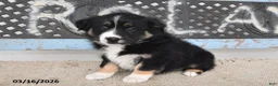 Australian Shepherd dogs for sale: Raine - Ad 1